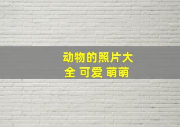 动物的照片大全 可爱 萌萌